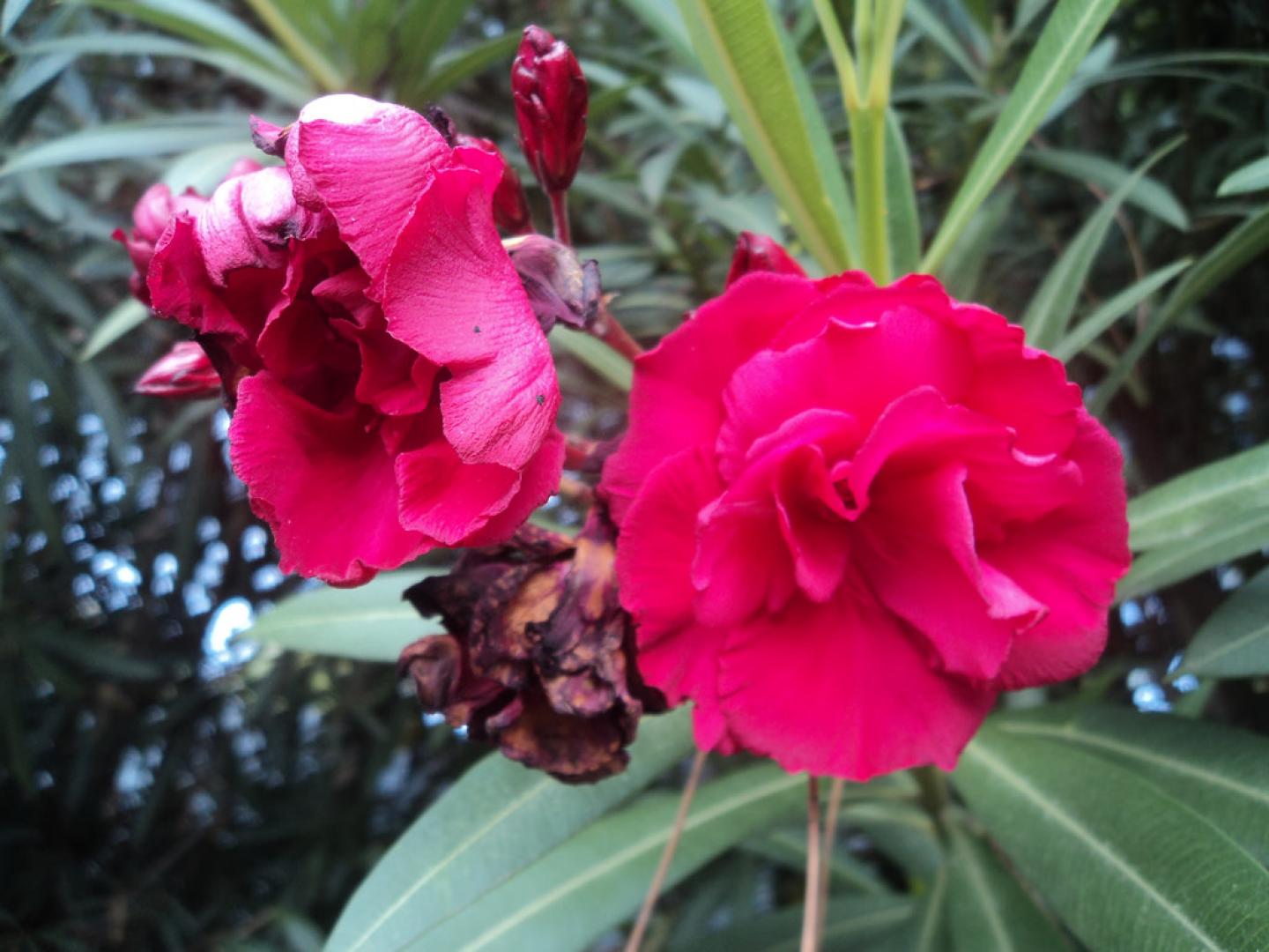 Nerium oleander